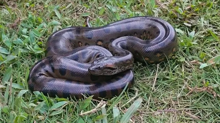 Anacondas are among the largest living snakes in the world.