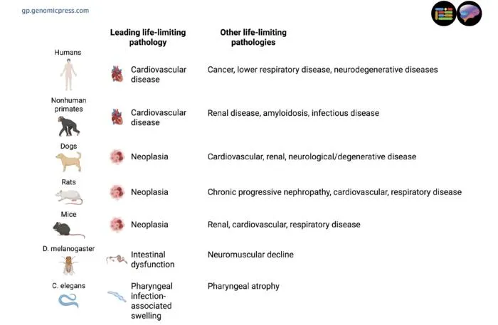 Main causes of death in selected animals: highlighting the role of pathology in limiting lifespan.