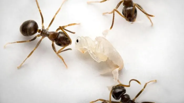 Unpacking of a fatally-infected pupa from its cocoon