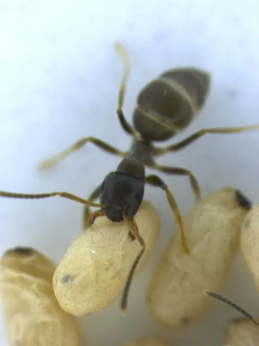Worker ants and their pupae