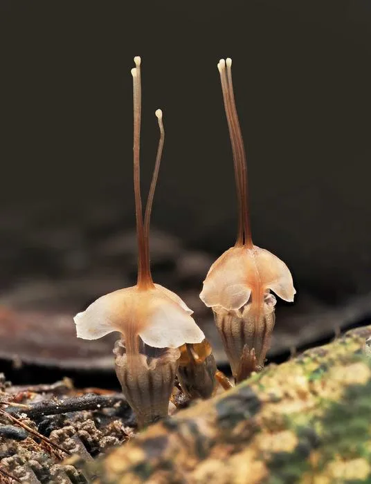 Thismia selangorensis