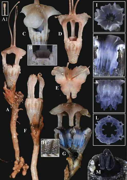 Thismia selangorensis