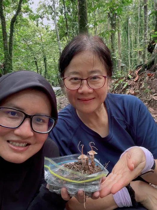 Researchers with Thismia selangorensis