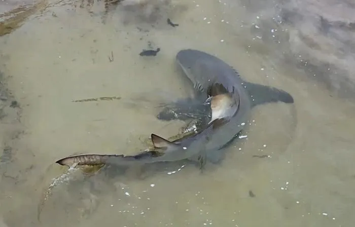 Lemon shark caught preying on invasive freshwater fish in Fernando de Noronha, Brazil