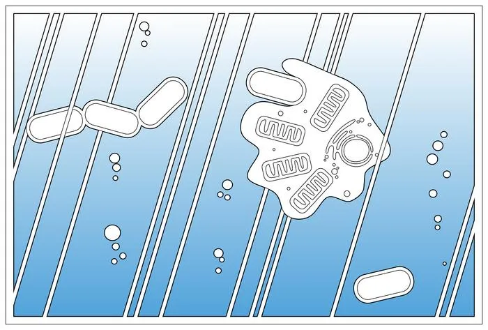 Complex and simple cells (credit: dr. Christopher Kay)