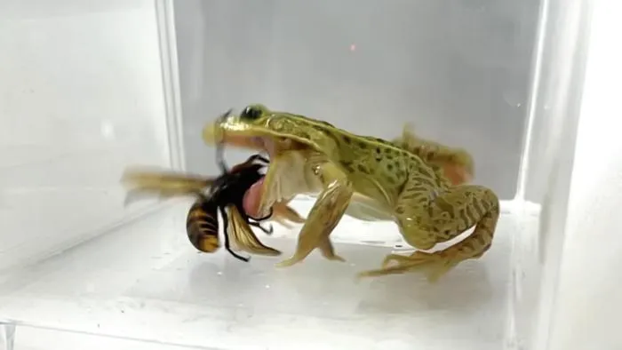 251204-Sugiura-Stings-Frog_eats_hornet