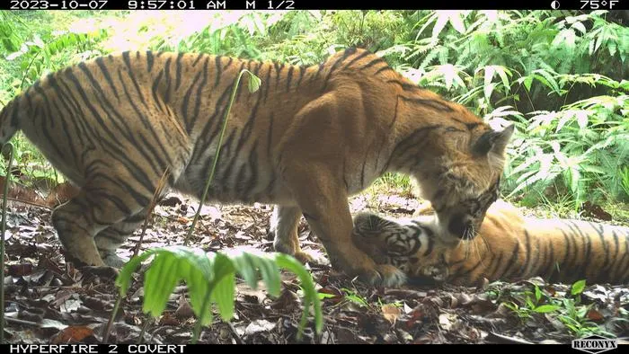 Tigress with cub