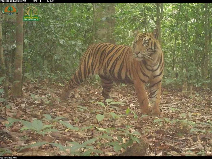 Tiger snapshot