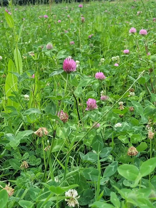 A multispecies mixtures grassland.