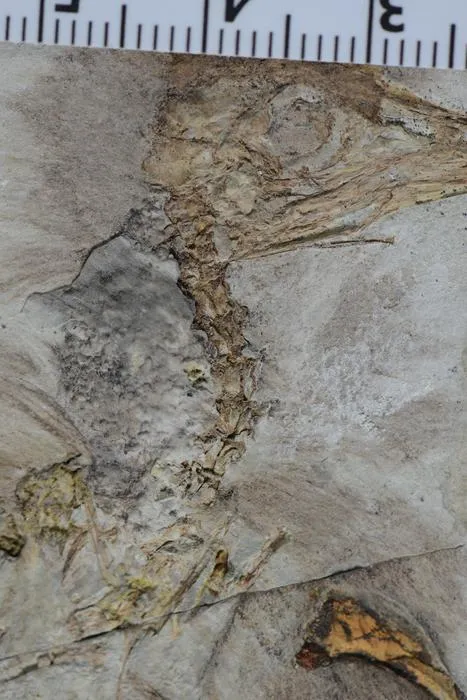 Rocks close-up