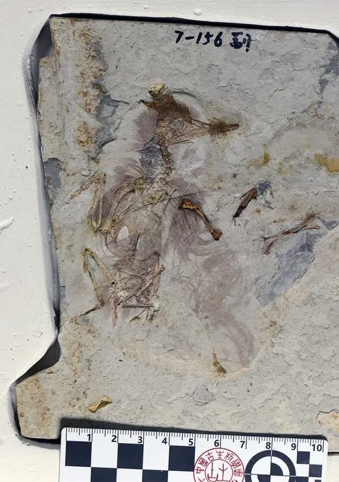 Fossil