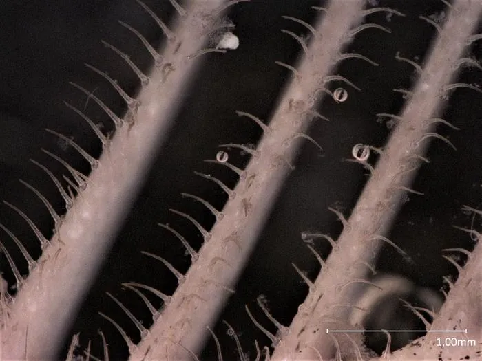 Microscopic image: