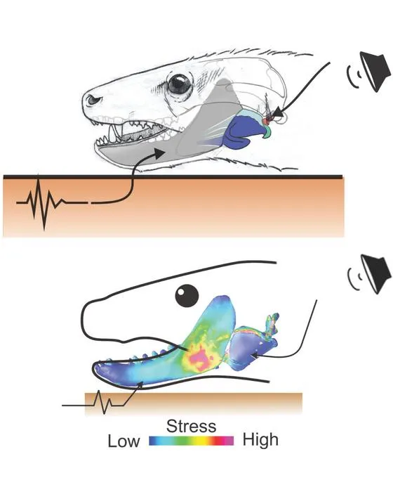 Thrinaxodon hearing