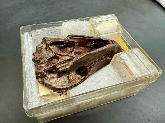 Thrinaxodon fossil