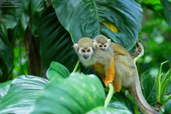 Photo of a Guiana squirrel monkey (Saimiri sciureus), a species whose brain endocast was examined in the current article by Martinez et al. and which, like most primates, has a reduced sense of smell compared to other land vertebrates.
