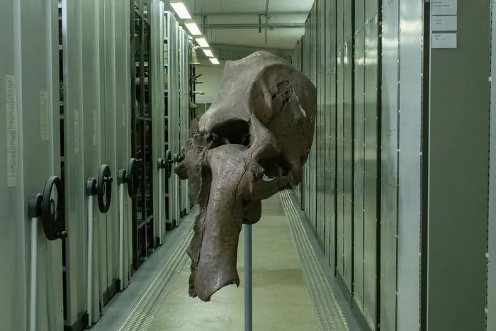 A mammoth skull from the collections of the State Museum of Natural History Stuttgart.
