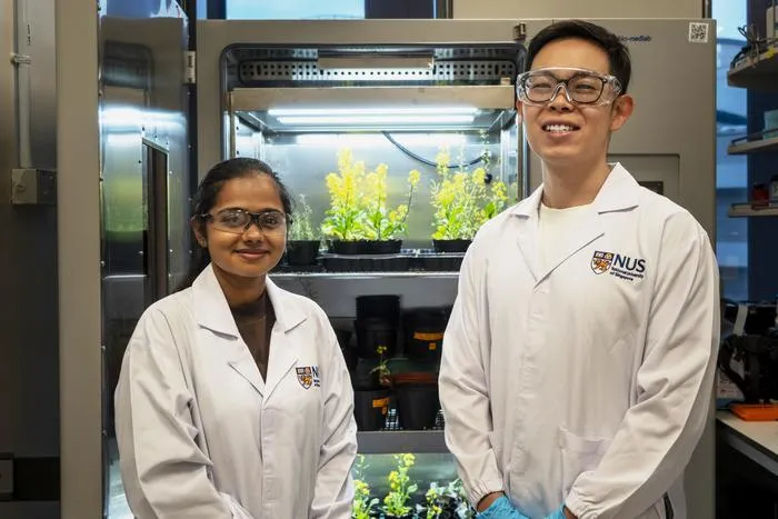 2025 1209 Microneedles for plant growth 1