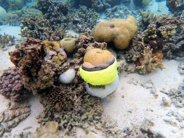 Coral infected with black band disease