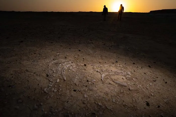 Researchers surveying a sea cow fossil site