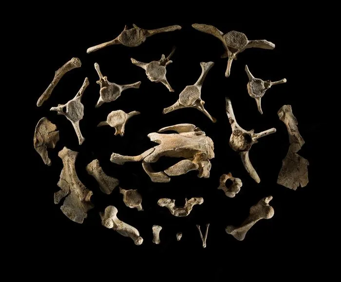 Fossils of Salwasiren qatarensis