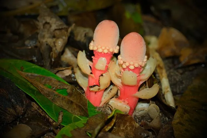 Balanophora fungosa ssp. fungosa from Ishigaki