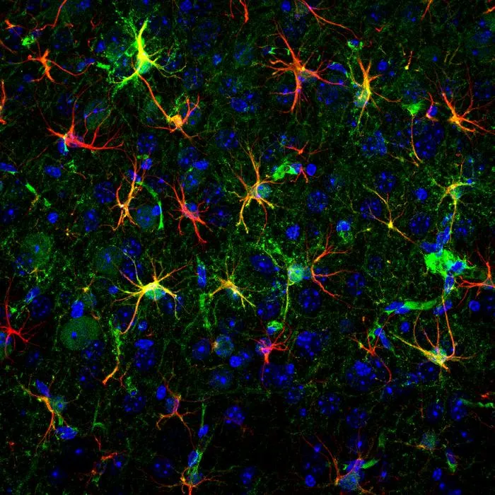 A light-based modulation tool for brain plasticity opens promising avenues for treating Huntington’s disease