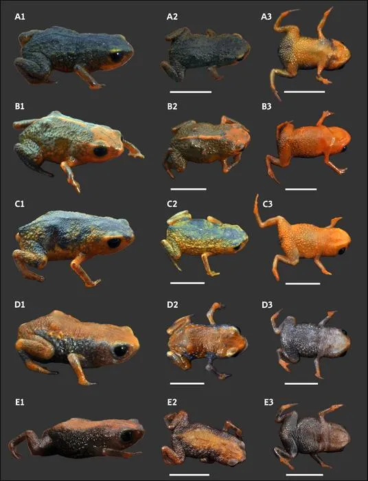 A new species of Brachycephalus (Anura: Brachycephalidae) from Serra do Quiriri, northeastern Santa Catarina state, southern Brazil, with a review of the diagnosis among species of the B. pernix group and proposed conservation measures