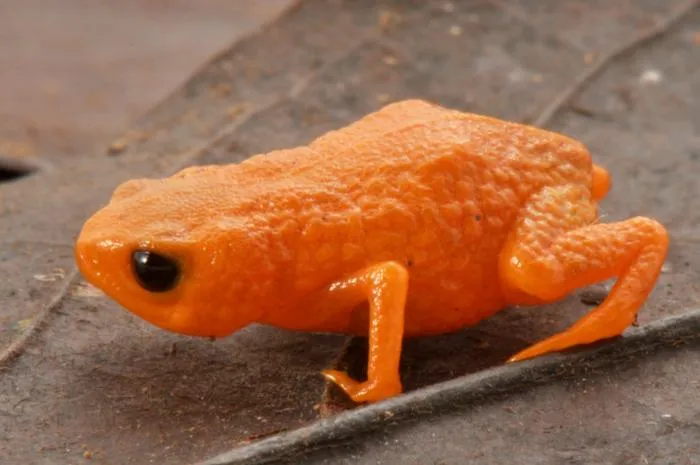 A new species of Brachycephalus (Anura: Brachycephalidae) from Serra do Quiriri, northeastern Santa Catarina state, southern Brazil, with a review of the diagnosis among species of the B. pernix group and proposed conservation measures