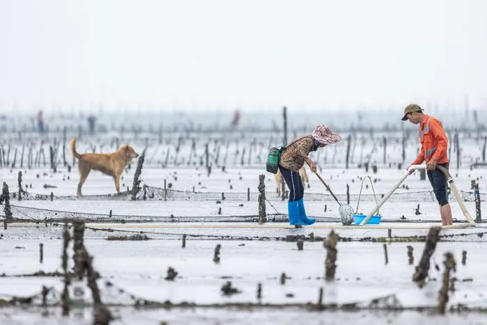 Unmanaged mudflats are frequently dug up