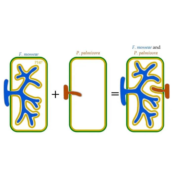 Mutualist-pathogen co-colonisation modulates phosphoinositide signatures at host intracellular interfaces