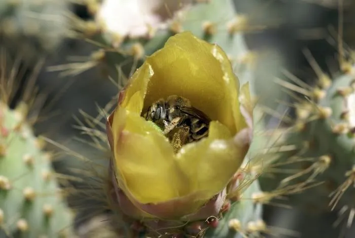 Pollinators03