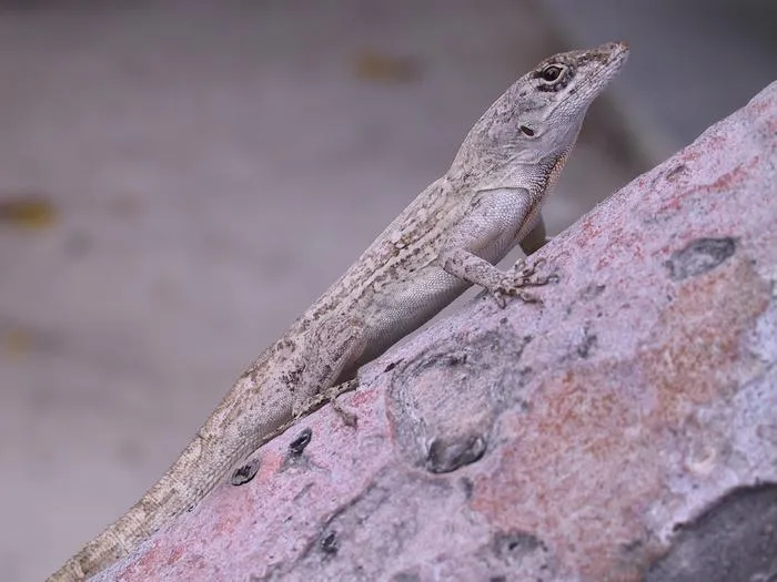 anole2
