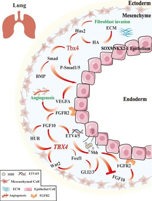 TBX4 coordinates multiscale regulatory networks in lung development.