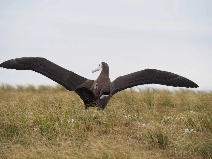 Albatross fitted with tracking device on back.