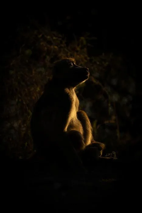 A sleeping baboon at dusk