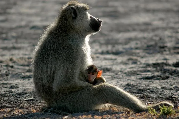 Savannah baboon (Papio cynocephalus)