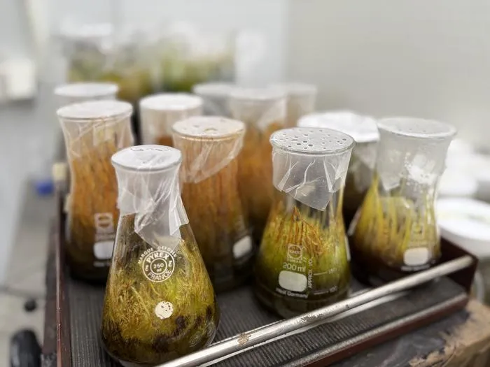 Mosses and their microbial partners