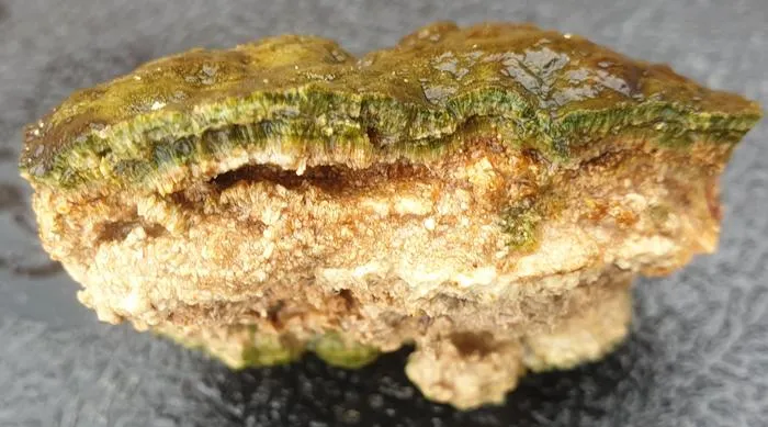 Microbialite cross section