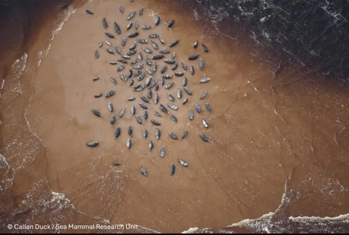 Seal colony