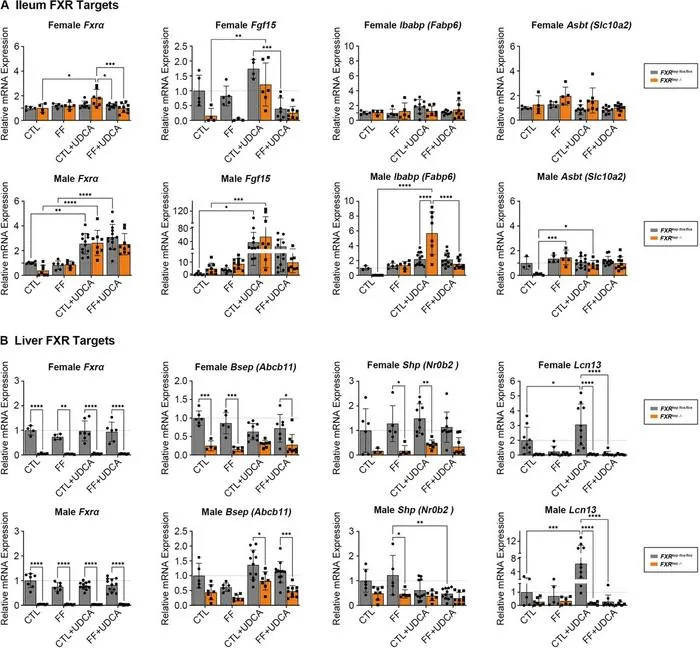 FXR targets in the liver and ileum.