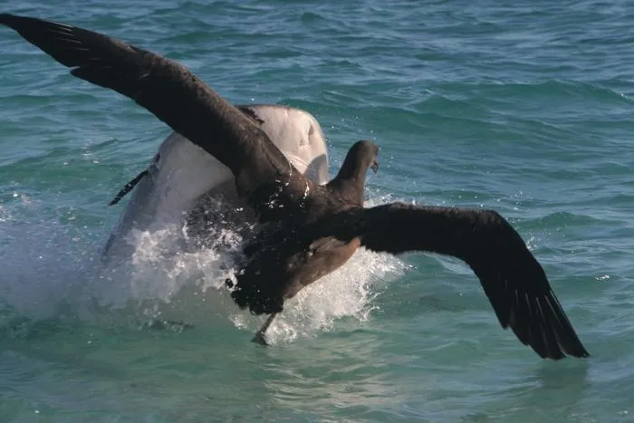 Tiger shark captures albatross