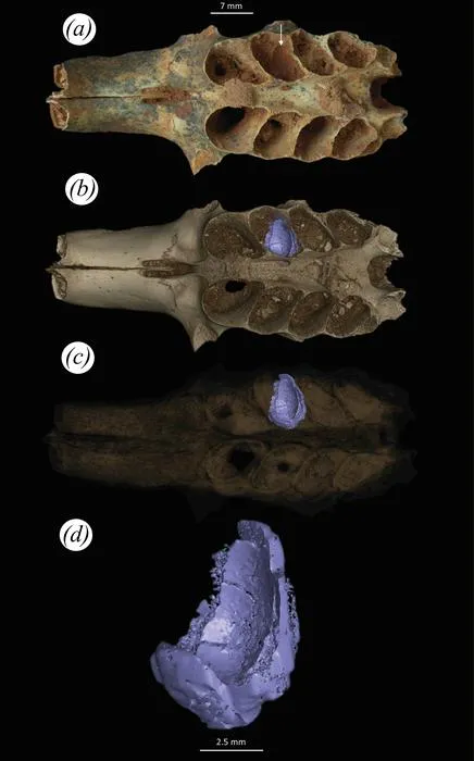 Skull and fossil nest