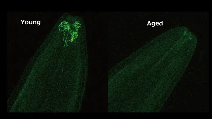 Fluorescence shows the decline in the expression of odor-detecting proteins with age in roundworms
