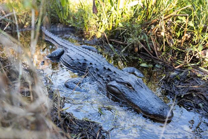 Alligator