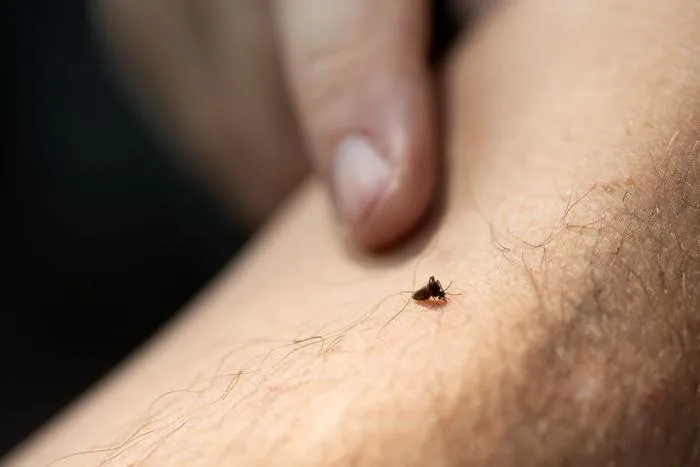 Mosquito