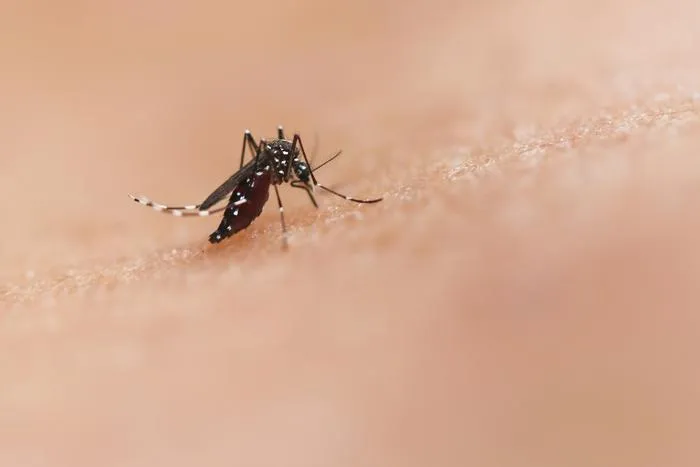 Mosquito bite by an Aedes mosquito