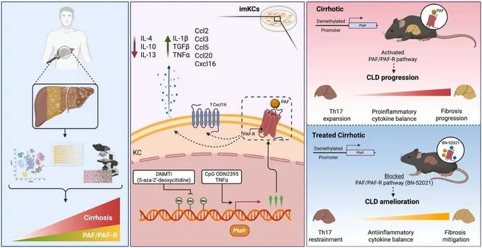 A preclinical study identifies a key inflammatory mechanism driving liver injury and shows it could be targeted to develop new treatments for cirrhosis