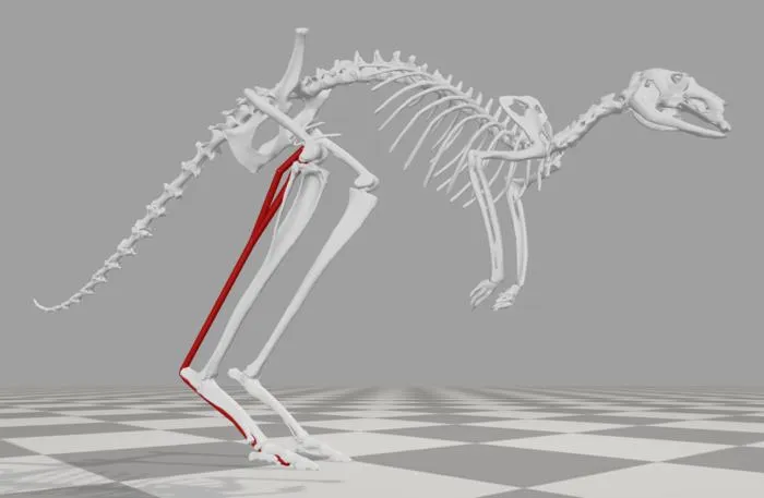 Kangaroo model