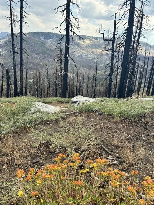 Caldor Fire Burn Scar - Tahoe