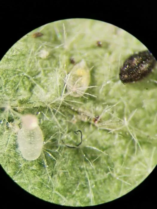Nymphs on a leaf